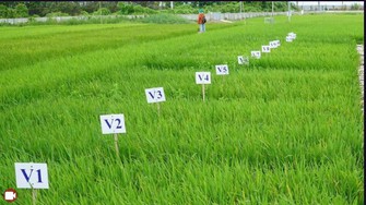 17 giống lúa Việt gửi sang Triều Tiên tạo nên mùa màng bội thu đặc biệt thế nào?