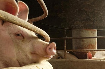 Nghi vấn vaccine không phép làm bùng phát virus tả lợn châu Phi tại Trung Quốc