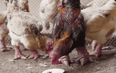 Độc lạ loài gà Việt Nam "gây bão" báo thế giới: Giá đến 50 triệu - nghìn con tuyển được một