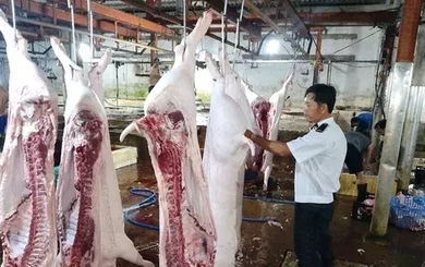Lộ sai phạm kiểm soát tại lò mổ heo cho Công ty C.P Việt Nam