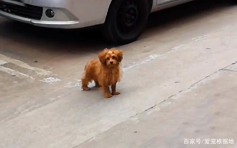 CHÓ HOANG: Chó hoang lẽo đẽo theo cô gái xin một mái ấm, bị Corgi 