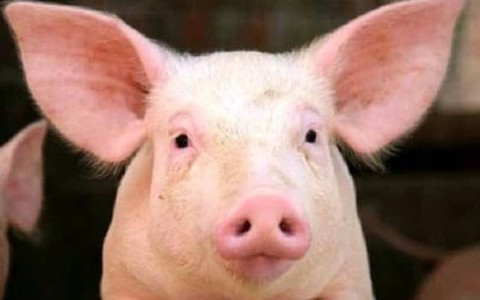 Bộ phận quý giá nhất của con lợn là gì?