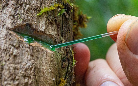 Phát hiện loài cây hút 'vàng xanh' từ đất, láng giềng Việt Nam liền huy động công nghệ cao để khai thác