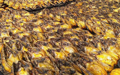 Loại cá 'rẻ bèo' bán đầy chợ Việt bất ngờ được nước giàu nhất Nam Mỹ tăng nhập khẩu: Protein không kém cá hồi