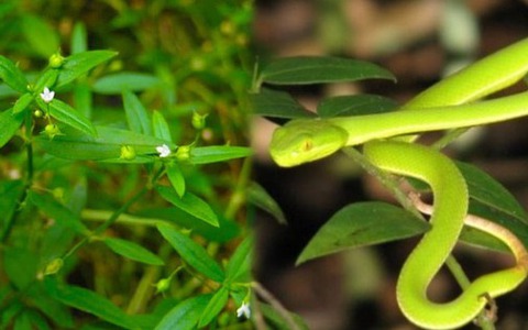 c&acirc;y dụ rắn : Loại c&acirc;y l&agrave; &ldquo;thỏi nam ch&acirc;m&rdquo; h&uacute;t rắn tới nh&agrave;, ai đang trồng  phải thật cảnh gi&aacute;c