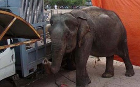 voi quật chết học sinh: Tin tức, Video, hình ảnh voi quật ...