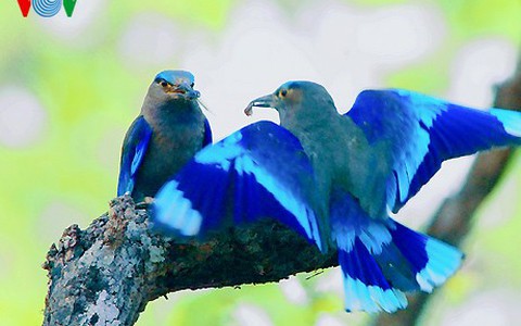 Top hình ảnh chim bồ câu đẹp nhất thế giới - BÌNH GIẢ - Quê Hương Yêu Dấu