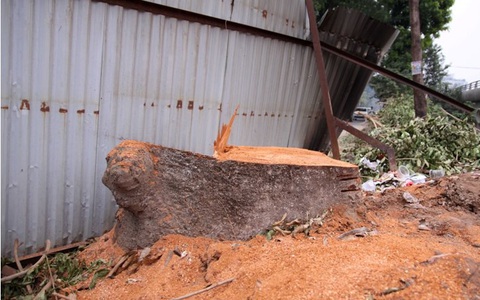 c&acirc;y cổ thụ bị chặt : Kiểm điểm Sở X&acirc;y dựng H&agrave; Nội v&agrave; c&aacute;c đơn vị li&ecirc;n quan