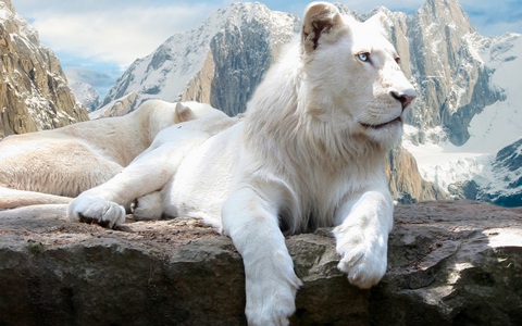 Hình nền : động vật, sư tử, sư tử trắng, vườn bách thú, Nhìn vào khoảng  cách 2048x1365 - barantr90 - 1238417 - Hình nền đẹp hd - WallHere