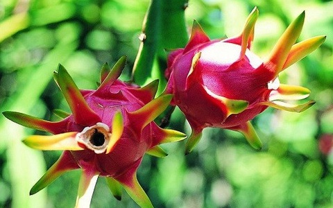 Những điều cần lưu ý khi ăn thanh long