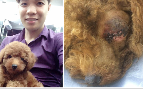 chó poodle bị đánh: Tin tức, Video, hình ảnh chó poodle bị đánh