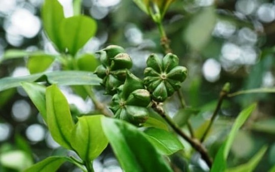 Nắm giữ sản vật ‘ngôi sao 8 cánh’ triệu đô, Việt Nam đua cùng Trung Quốc thống trị thị trường toàn cầu