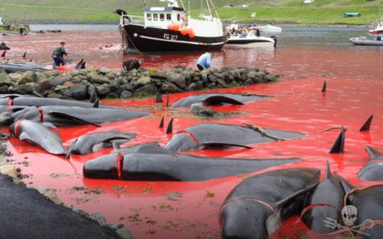 Quần đảo nơi hàng năm diễn ra 'hành động man rợ' nhắm vào hàng trăm con cá voi xấu số
