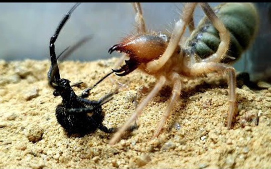 Nhện lạc đà đối đầu 2 con nhện góa phụ đen cực độc, trận chiến sinh tử kết thúc bất ngờ!