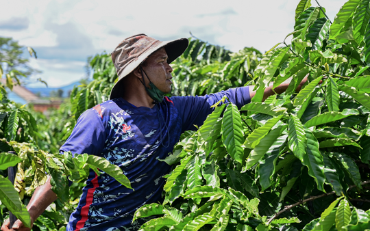Một nông sản Việt lập dấu mốc chưa từng có sau 35 năm