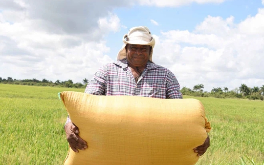 4 giống lúa Việt 'làm mưa làm gió' tại Cuba: Năng suất gấp 3 lần lúa bản địa