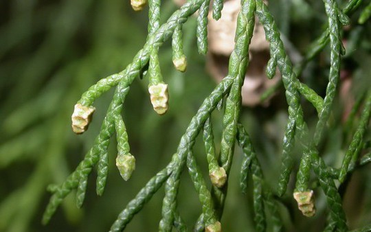 Vùng núi đá Lạng Sơn có một “báu vật” được mệnh danh là “vương mộc”, thế giới chỉ Việt Nam có