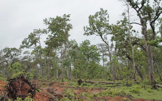 Hậu cáo buộc bầu Đức phá rừng: Hỏi dân