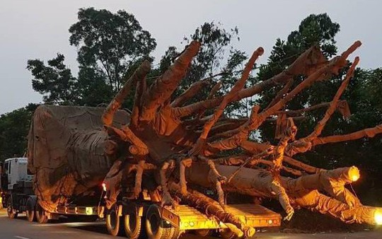3 cây gỗ khủng đi qua nhiều tuyến đường ở Đắk Lắk không bị phát hiện vì lực lượng còn mỏng
