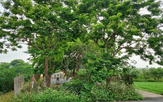 Vùng đất ở Hà Nội trồng loại cây là "vàng lộ thiên", người dân phải nuôi chó, lắp camera để canh giữ