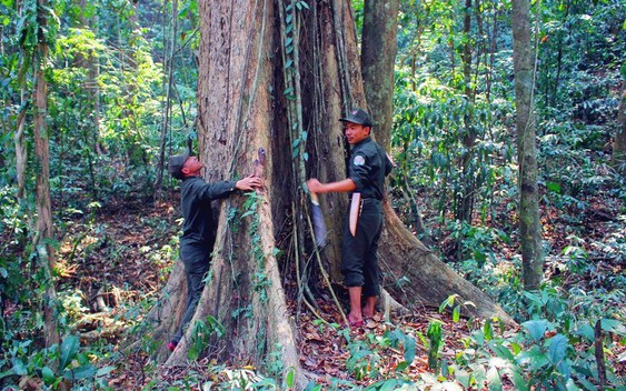 Loại gỗ quý cần 800 năm mới có thể thu hoạch được, một cây cổ thụ giá lên đến 25 tỷ đồng ở Việt Nam