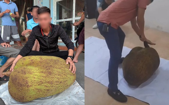 Bên trong quả mít 56kg ở Lạng Sơn: Tiết lộ thú vị từ người vinh dự được bổ mít