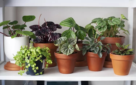 9 loại cây không nên trồng trong nhà kẻo mang lại phiền toái