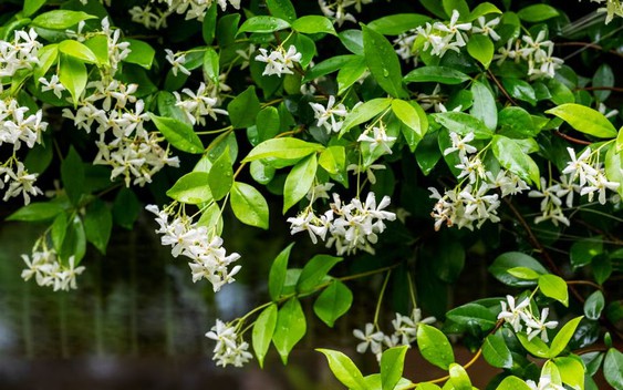 10 loại cây thơm nức mũi, trồng trước nhà dịp Tết thì miễn chê