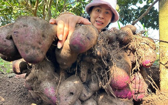 Không phải khoai tây, khoai lang, đây mới là khoai hợp nấu mùa lạnh, ai ăn cũng bổ, "đắt sắt ra miếng"
