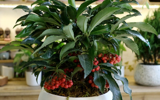 5 loại cây nên trồng trong nhà vào ngày vía Thần Tài