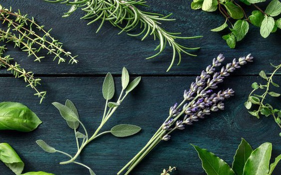 Top 5 loại cây thảo dược tốt nhất nên trồng trong năm Bính Ngọ