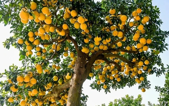 5 loại cây nhất định phải có trong nhà dịp Tết Bính Ngọ