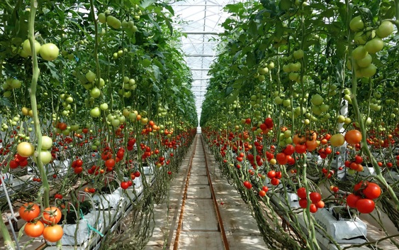 Ung thư rất “sợ” 6 loại thực phẩm này: dễ kiếm ở Việt Nam nhưng không phải ai cũng biết tận dụng