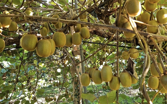 Ung thư rất “sợ” 6 loại quả này, dễ kiếm ở Việt Nam nhưng chưa phải ai cũng biết tận dụng