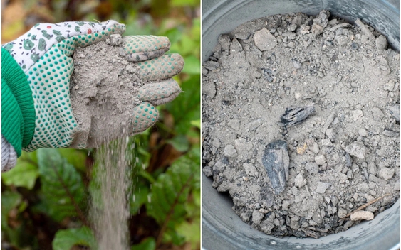 Mùa xuân rắc thứ này ra vườn, cây cối xanh tươi, sâu bệnh biến mất