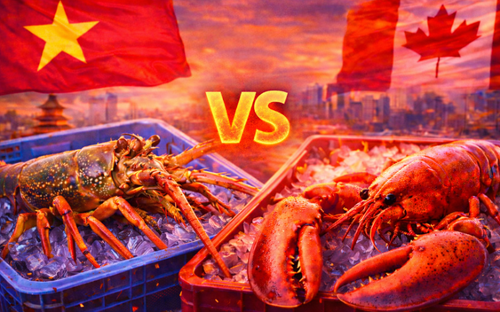 Thị trường 800 triệu USD Trung Quốc đảo chiều: Trong lúc Canada chờ giảm thuế, Việt Nam đã soán ngôi số 1