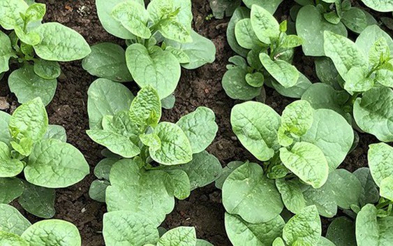 3 loại rau nên trồng ngay trong mùa hè: Xanh tốt, 15 ngày có rau ăn