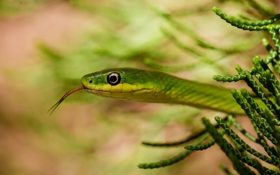 10 loại cây vô tình "gọi" rắn tới nhà