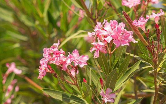 4 loại cây chớ nên trồng trong sân nhà