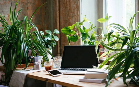 5 loại cây chớ nên để trên bàn làm việc