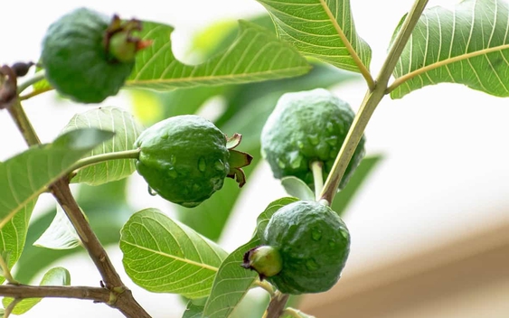 Loại cây "bổ" từ lá tới quả, phòng ung thư, dưỡng tim: Việt Nam bán 20.000 đồng/kg quả