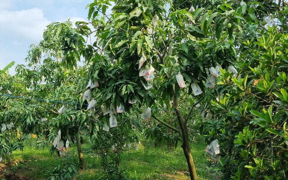 Kỳ lạ loại quả nhiều đường bậc nhất nhưng lại giúp ngừa tiểu đường, phòng cả ung thư: Việt Nam rất sẵn