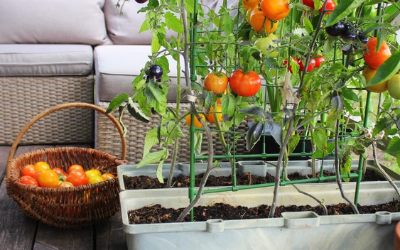 7 loại cây tốt nhất để trồng ở ban công: Vừa được thu hoạch trái ăn, vừa đẹp mắt