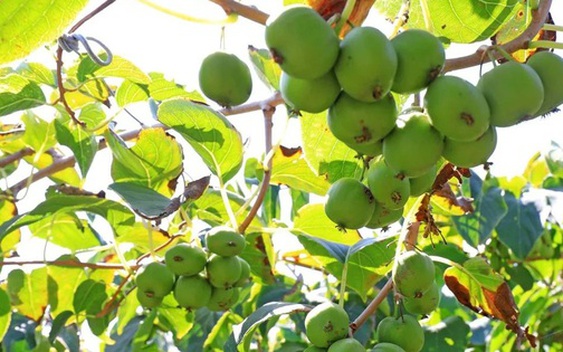 Loài cây dại ở châu Á có thể là khắc tinh của ung thư phổi