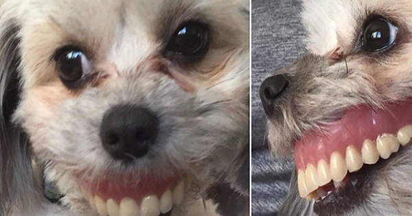 Gửi chó cưng cho bố trông hộ để đi làm, cô gái trở về ôm bụng cười 