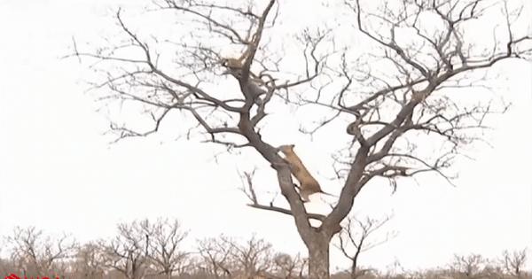 Clip: Sư tử leo cây xin đểu báo đốm và cái kết - SOHA