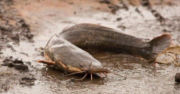 Mò đi kiếm ăn, chuột mất mạng trong bụng cá nheo dù cá sống dưới nước, chuột sống trên bờ: Chuyện gì đã xảy ra?