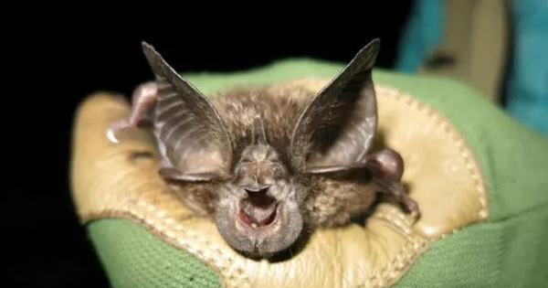 A bat species lost for 40 years suddenly found in Rwanda