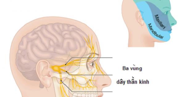 Functions of 12 pairs of cranial nerves and common diseases