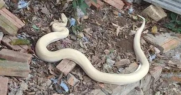 A giant white snake suddenly appeared, netizens scrambled “good luck”